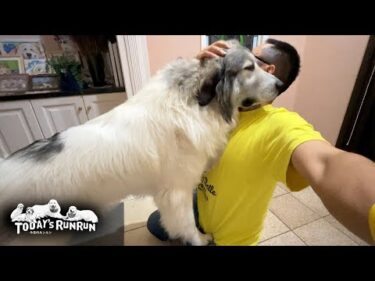息子（格下）もちゃんと丁寧に出迎える慈悲深いベルです　Great Pyrenees　グレートピレニーズ