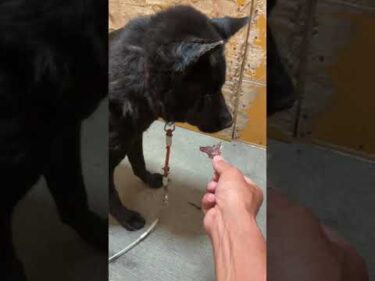 甲斐犬瑞稀くんのご報告