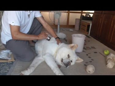 【秋田犬ゆうき】エアコンと扇風機でキンキンに冷えた部屋で飼い主のブラッシングは始まる【akita dog】