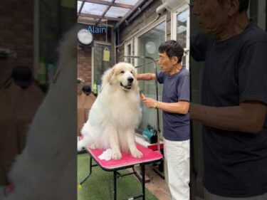 Alain アラン #greatpyrenees #todaysrunrun #グレートピレニーズ #今日のルンルン