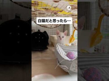 おや？白猫の毛並みが…｜PECO