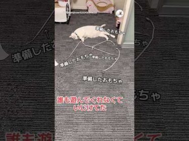 誰も遊んでくれなくていじける猫｜PECO