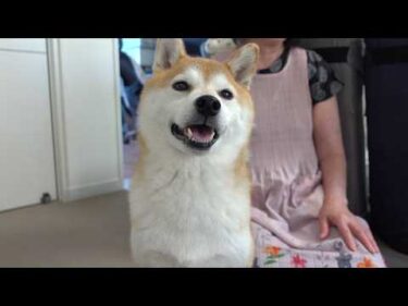 実家の柴犬が飼い主の入院で見せた変化‥全力で支えていきます。