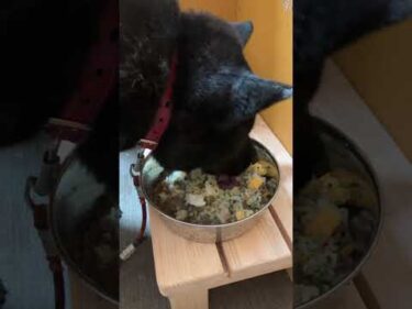 甲斐犬瑞稀くんのご報告