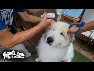 悟りを開き…もはや耳の薬など怖く無いアランです　Great Pyrenees　グレートピレニーズ