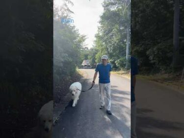 Alain アラン #greatpyrenees #todaysrunrun #グレートピレニーズ #今日のルンルン