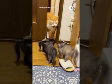 デカ猫に遭遇した子猫たち｜PECO #shorts