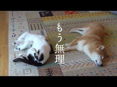 柴犬を狙う猫…。一週間不満を溜まった末路が、これ。