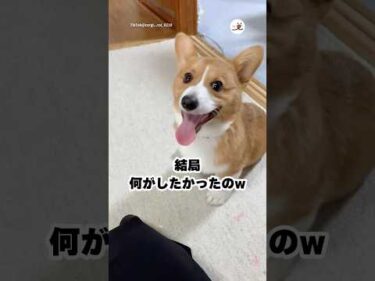 全部中途半端でかわよ笑｜PECO