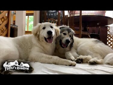 ガウガウ甘噛み合戦が延々と止まらないベルとリリーです　Great Pyrenees　グレートピレニーズ