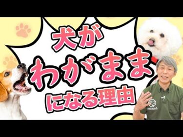 犬がわがままになる習慣。犬をわがままにする育て方をしていませんか？【犬のしつけ】
