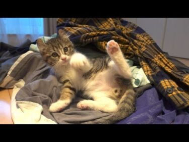 子猫が全力で邪魔してくるので、洗濯物が一生たためない