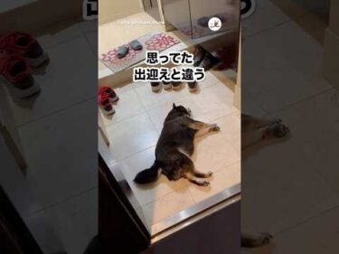 【おーい】斬新なお迎えスタイル｜PECO
