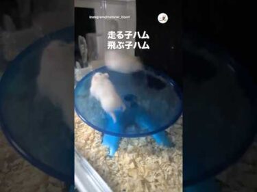 ストイックな子ハム🐹｜PECO