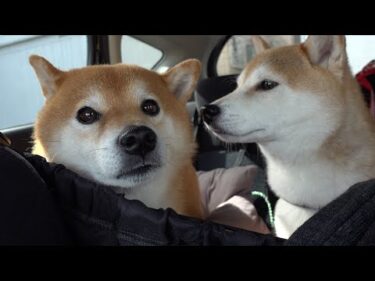 実家の柴犬を急遽、連れ出しました。