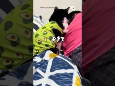 仕方ないから二度寝することにした🥑猫｜PECO #shorts