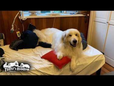 ベッドまで使いお父さんの部屋に入り浸っているアランです　Great Pyrenees　グレートピレニーズ
