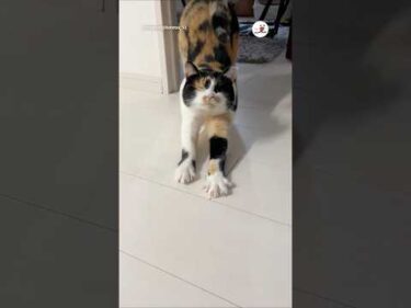 音量を上げて聞いてみてください🔈｜PECO