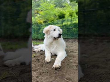Belle ベル Lily リリー #greatpyrenees #todaysrunrun #グレートピレニーズ #今日のルンルン