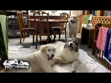 雨で退屈なので家の中でダラダラしたアランとベルとリリーです　Great Pyrenees　グレートピレニーズ