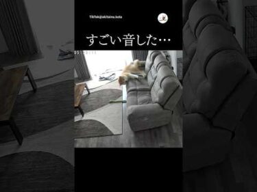 すごい音した…｜PECO #shorts
