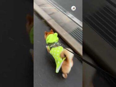 【柴犬】💩も忙しない｜PECO