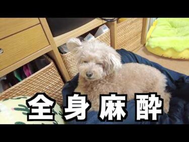 虎太郎が全身麻酔をして内視鏡検査を受けてきました。