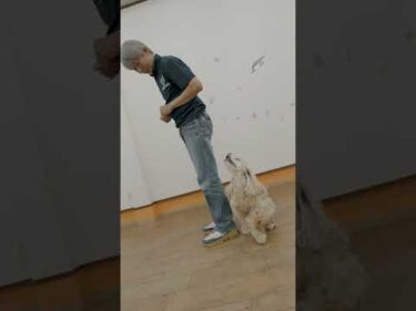 アメリカンコッカースパニエルのぽる太です。【プロに撮ってもらったよ】 #愛犬 #看板犬 #アシスト犬 #shorts