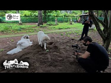 みちのくファームさんの撮影で宝探しに挑戦したベルとリリーです　Great Pyrenees　グレートピレニーズ