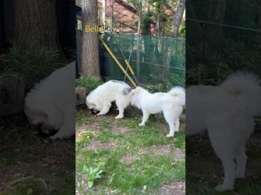 Belle ベル Lily リリー #greatpyrenees #todaysrunrun #グレートピレニーズ #今日のルンルン