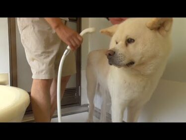 【秋田犬ゆうき】夏シャンプーは湯温低めの行水代わりなので気持ち良いブルブルが出来る【akita dog】