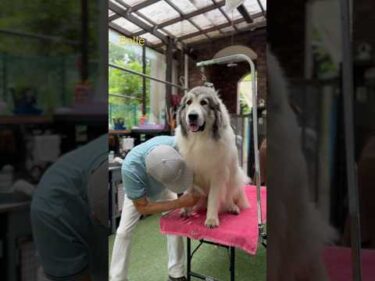 Belle ベル #greatpyrenees #todaysrunrun #グレートピレニーズ #今日のルンルン