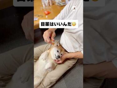 あんなに強気だったのに…😳｜PECO