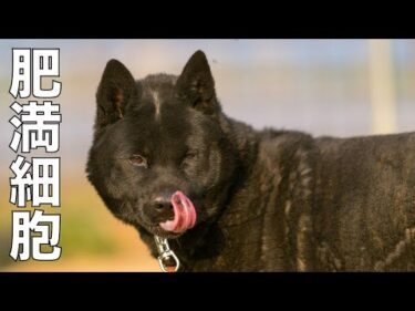 【甲斐犬】瑞稀くんのご報告７月13日ライブ配信テロップ訂正再配信