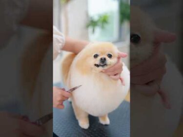 表情豊かすぎるポメラニアンがトリミングでまんまるボディに大変身！ #asmr #shorts  #子犬 #トリミング #asmr #ヘアカット