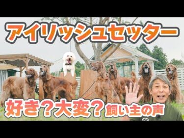美しすぎる狩猟犬・アイリッシュセッターのすべて！特徴・しつけ・本音トーク【犬のしつけ】