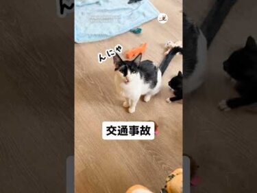 思わぬ接触事故に「ﾝﾆｬｯ」｜PECO