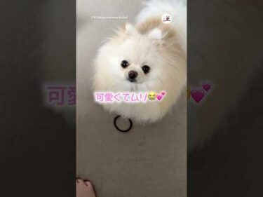 もー！また落ちてたよ💕｜PECO