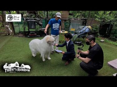 みちのくファームさんのおやつを食べ比べしたアランとベルとリリーです　Great Pyrenees　グレートピレニーズ