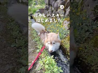 夏といえば【冷やしハスキー】｜PECO #shorts