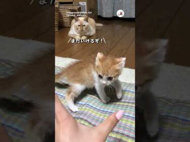 果敢な子猫を見つめるカリンさん｜PECO
