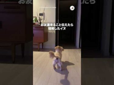 お友達を心待ちにしている背中｜PECO