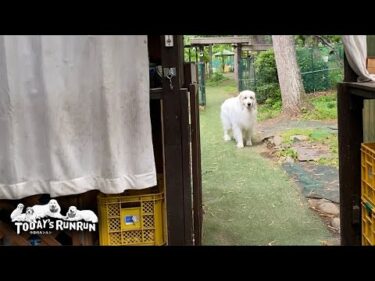 そんなに言うなら散歩へ行ってあげてもいいですよ…という態度のアランです　Great Pyrenees　グレートピレニーズ