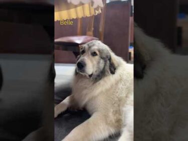 Belle ベル #greatpyrenees #todaysrunrun #グレートピレニーズ #今日のルンルン