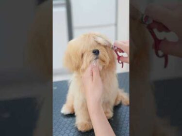 長すぎる前髪を切ったらこんなお顔が隠れていました！ #asmr #shorts  #子犬 #トリミング #asmr #ヘアカット
