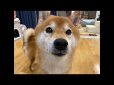 大手術したQパパの面会へ行った報告とその他報告もありなライブ配信。