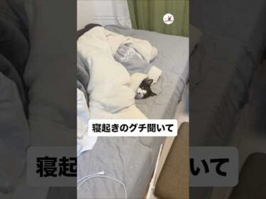 寝起き悪ニャう…｜PECO