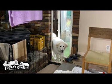 自分でドアを開けて部屋に入ってこれるようになったリリーです　Great Pyrenees　グレートピレニーズ
