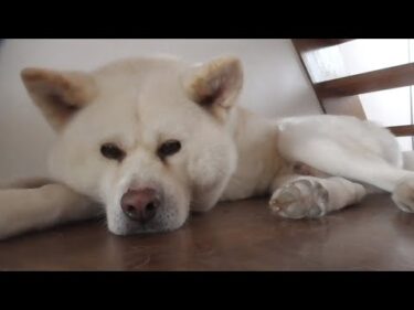 【秋田犬ゆうき】猛暑でも食欲バッチリ♪だけど部屋までフードを食べに行く行程が面倒臭い【akita dog】