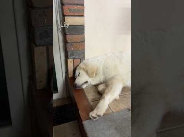 Lily リリー #greatpyrenees #todaysrunrun #グレートピレニーズ #今日のルンルン